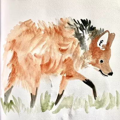 a watercolour sketch of a red maned wolf , The wolf is walking along with his head slightly down, looking to the side, his fur is reddish- brown and his legs are black 